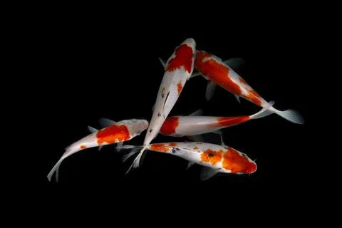 Koi fish black background Foto stock