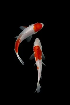 Koi fish black background Stock Photos