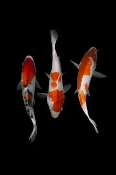 Koi fish black background Stock Photos