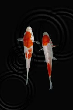 Koi fish black background Foto stock