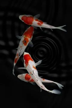 Koi fish black background Stock Photos
