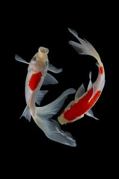 Koi fish black background Stock Photos