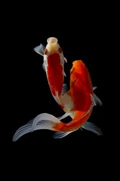 Koi fish black background Stock Photos