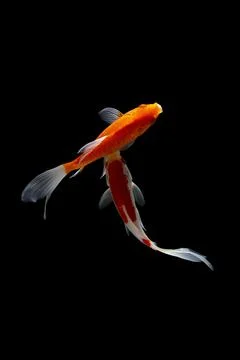 Koi fish black background Stock Photos