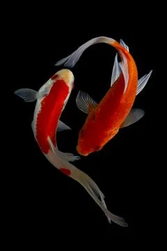 Koi fish black background Stock Photos