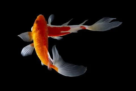 Koi fish black background Stock-Fotos