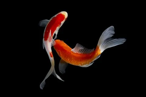 Koi fish black background Stock Photos