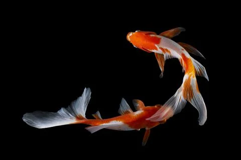 Koi fish black background Foto stock