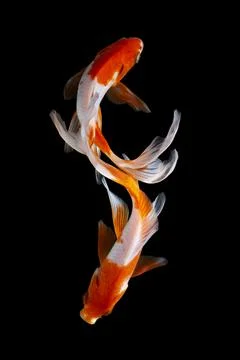 Koi fish black background Stock Photos