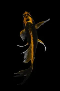 Koi fish black background Stock Photos