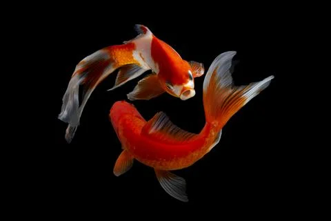 Koi fish black background Stock Photos