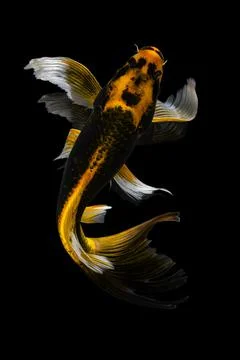 Koi fish black background Stock Photos