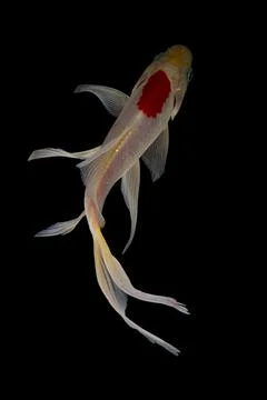 Koi fish black background Stock Photos