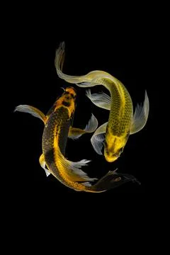 Koi fish black background Foto stock