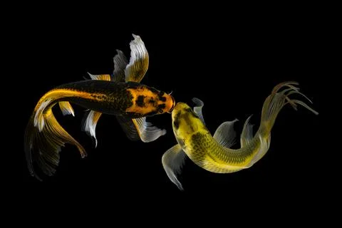 Koi fish black background Stock Photos