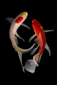 Koi fish black background Stock Photos