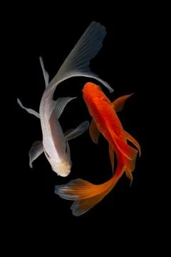 Koi fish black background Foto stock