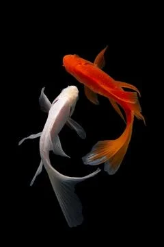 Koi fish black background Stock Photos