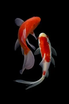 Koi fish black background Stock-Fotos
