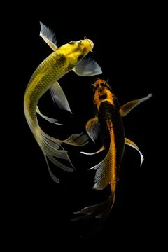Koi fish black background Stock Photos