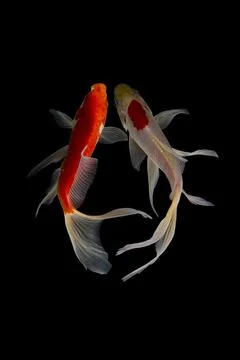 Koi fish black background Stock Photos