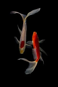 Koi fish black background Stock Photos