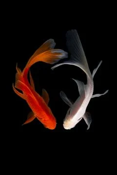 Koi fish black background Stock Photos