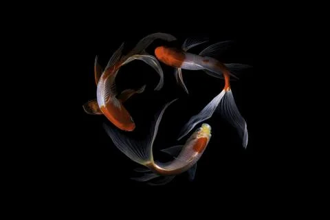 Koi fish black background Foto stock