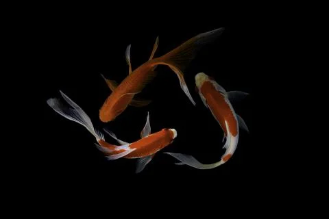 Koi fish black background Stock Photos