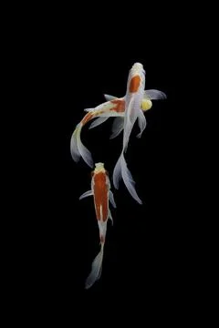 Koi fish black background Stock Photos