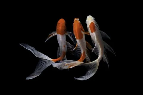 Koi fish black background Stock Photos