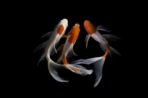 Koi fish black background Stock Photos