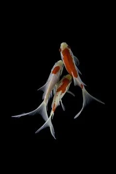 Koi fish black background Stock Photos