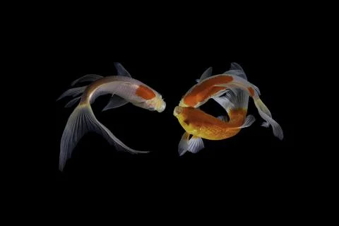 Koi fish black background Stock Photos