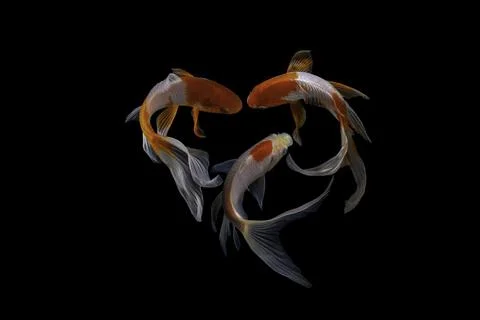 Koi fish black background Stock Photos