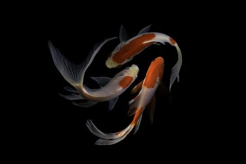 Koi fish black background Stock Photos