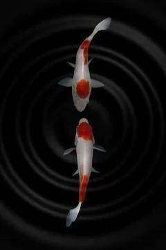 Koi fish black background Stock Photos