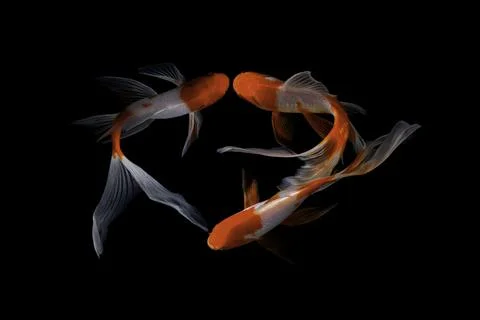 Koi fish black background Stock Photos