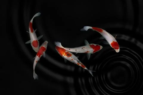 Koi fish black background Stock Photos