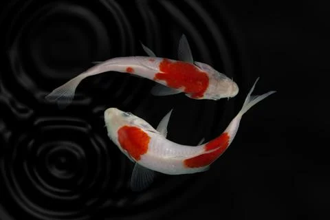 Koi fish black background Stock Photos