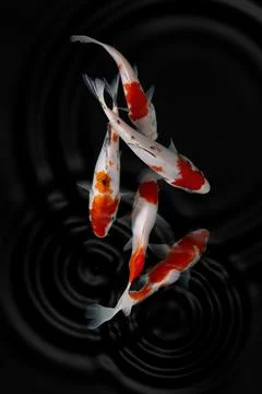 Koi fish black background Stock Photos