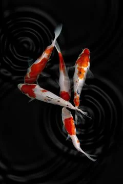 Koi fish black background Stock Photos