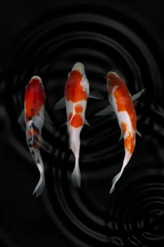 Koi fish black background Stock Photos