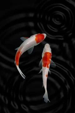 Koi fish black background Stock Photos