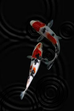Koi fish black background Stock Photos