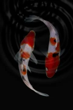 Koi fish black background Stock Photos