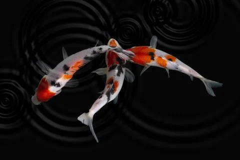 Koi fish black background Stock Photos