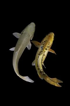 Koi fish black background Stock Photos