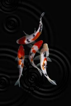 Koi fish black background Foto stock