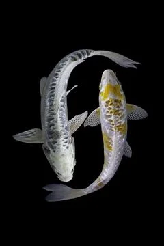 Koi fish black background Stock Photos